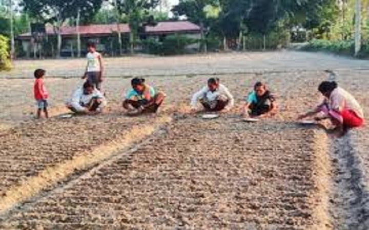 খানসামায় দলবেঁধে রসুনের বীজ রোপণে ব্যস্ত চাষিরা